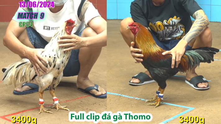 CPC4-TRẬN 9 | đá gà Thomo | 13/06/2025