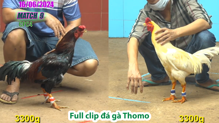 CPC4-TRẬN 9 | đá gà Thomo | 16/06/2025