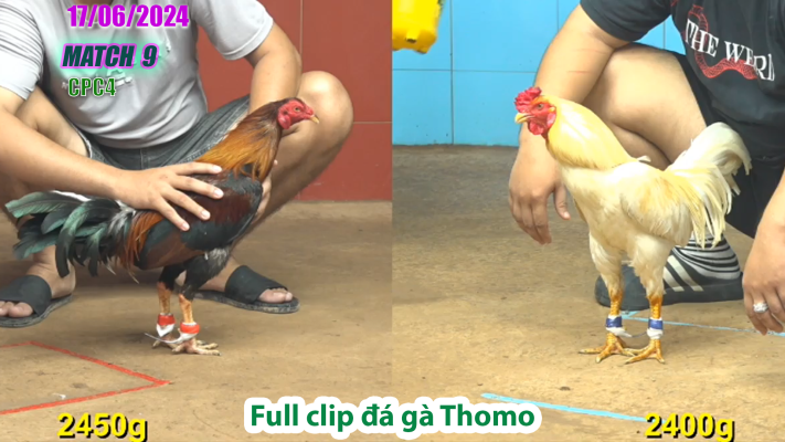 CPC4-TRẬN 9 | đá gà Thomo | 17/06/2025