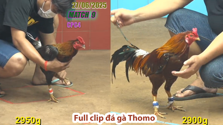 CPC4-TRẬN 9 | đá gà Thomo | 27/06/2025