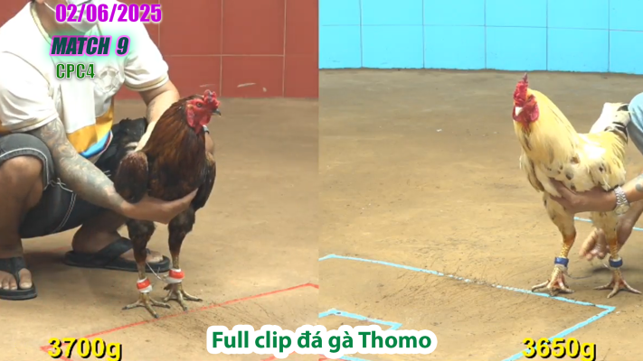 CPC4-TRẬN 9 | đá gà Thomo | 02/06/2025