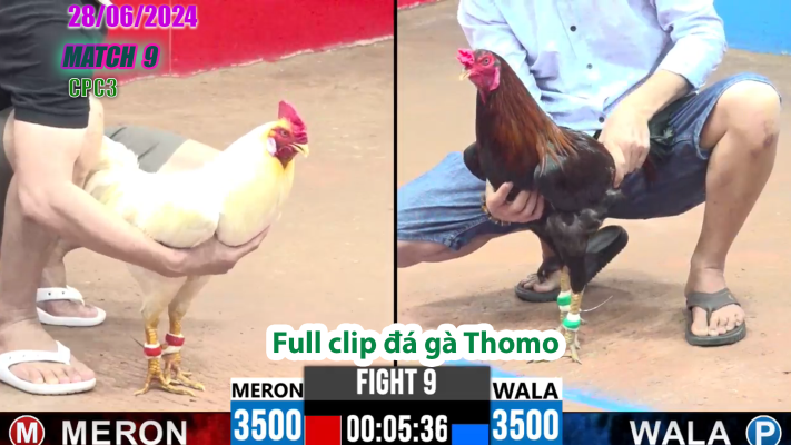 CPC3-TRẬN 9 | đá gà Thomo | 28/06/2025