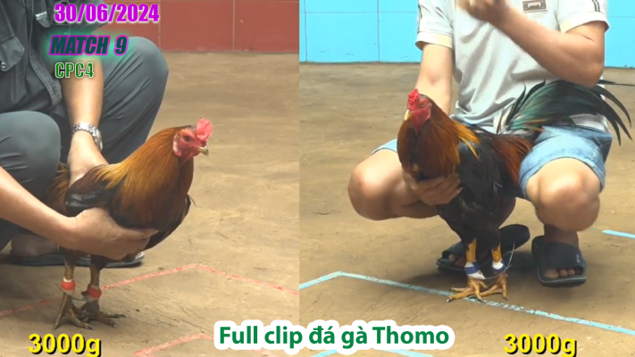 CPC4-TRẬN 9 | đá gà Thomo | 30/06/2025