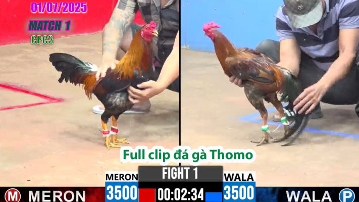 CPC3-TRẬN 1 | đá gà Thomo | 01/07/2025