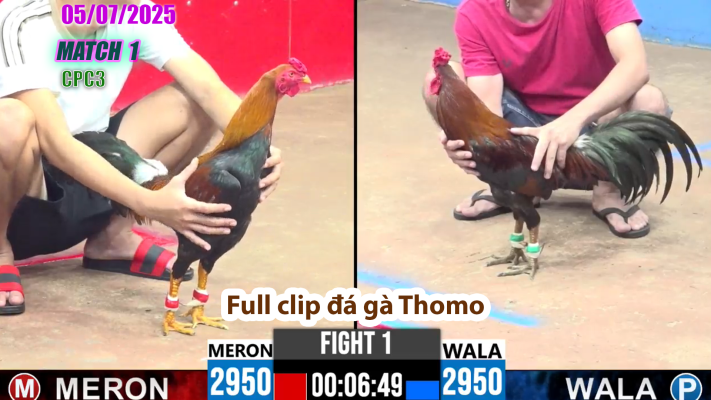 CPC3-TRẬN 1 | đá gà Thomo | 05/07/2025