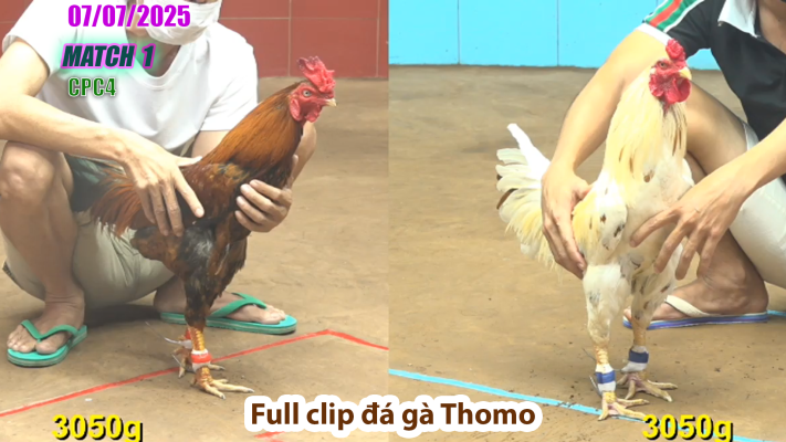 CPC4-TRẬN 1 | đá gà Thomo | 7/07/2025