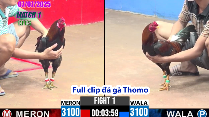 CPC3-TRẬN 1| đá gà Thomo |07/07/2025