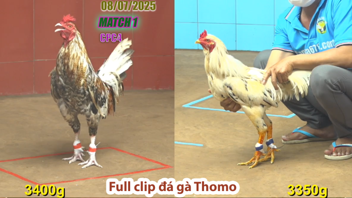 CPC4-TRẬN 1 | đá gà Thomo |08/07/2025