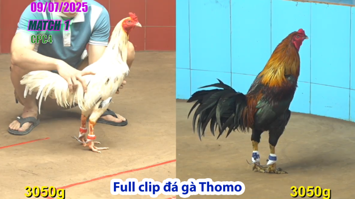 CPC4-TRẬN 1 | đá gà Thomo |09/07/2025