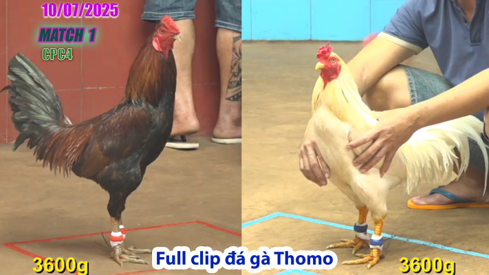CPC4-TRẬN 1 | đá gà Thomo |10/07/2025