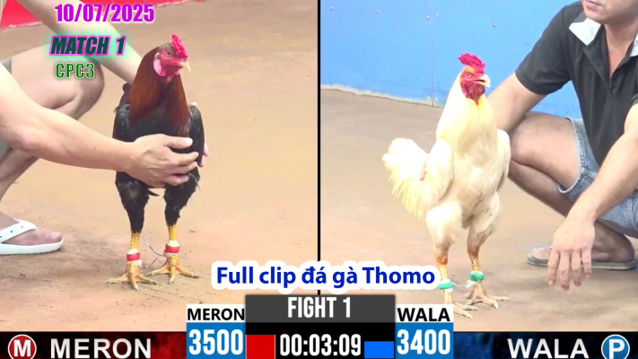 CPC3-TRẬN 1 | đá gà Thomo |10/07/2025