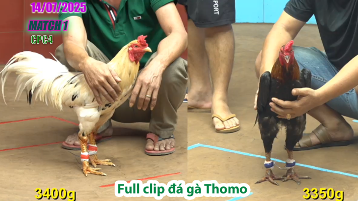 CPC4-TRẬN 1 | đá gà Thomo |14/07/2025