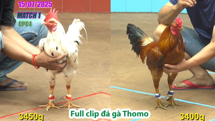 CPC4-TRẬN 1 | đá gà Thomo |15/07/2025