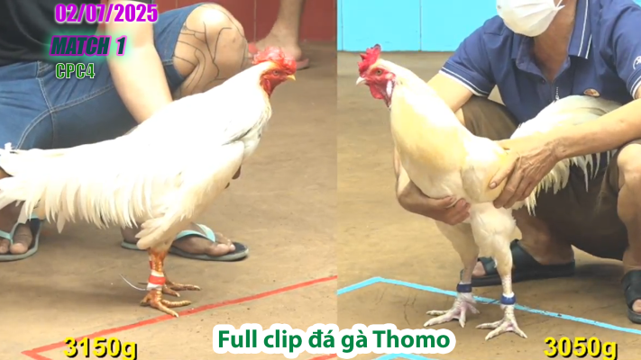 CPC4-TRẬN 1 | đá gà Thomo | 02/07/2025