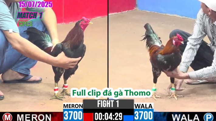 CPC3-TRẬN 1 | đá gà Thomo |15/07/2025