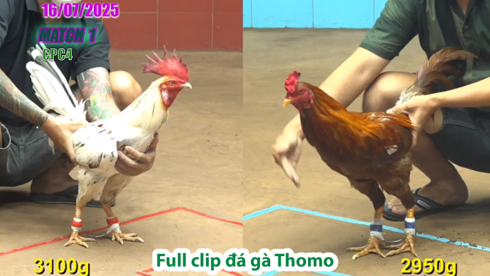 CPC4-TRẬN 1 | đá gà Thomo |16/07/2025