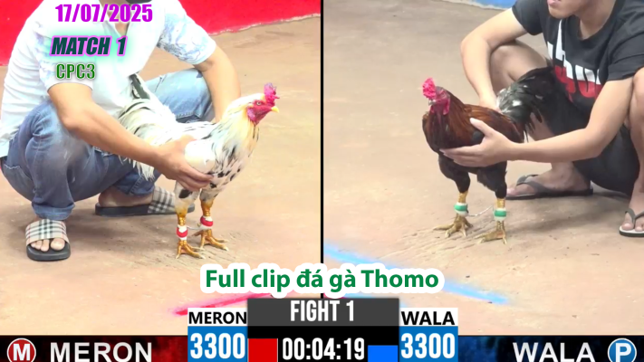 CPC3-TRẬN 1 | đá gà Thomo |17/07/2025