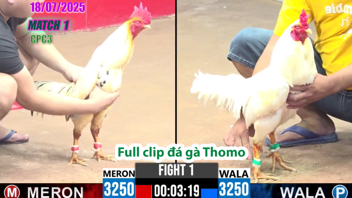 CPC3-TRẬN 1 | đá gà Thomo |18/07/2025