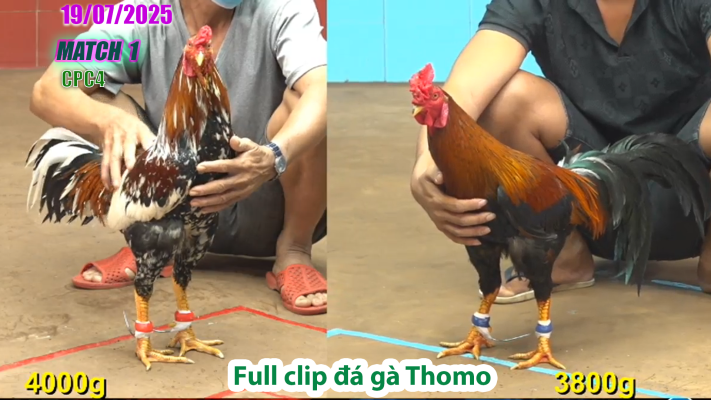 CPC4-TRẬN 1 | đá gà Thomo |18/07/2025
