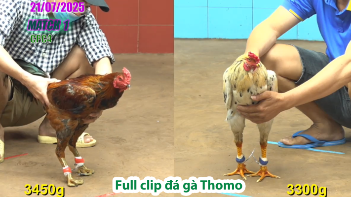 CPC4-TRẬN 1 | đá gà Thomo |21/07/2025