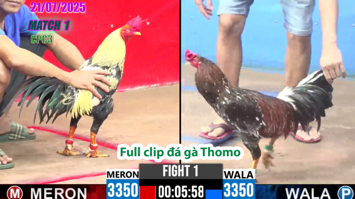 CPC3-TRẬN 1 | đá gà Thomo |21/07/2025