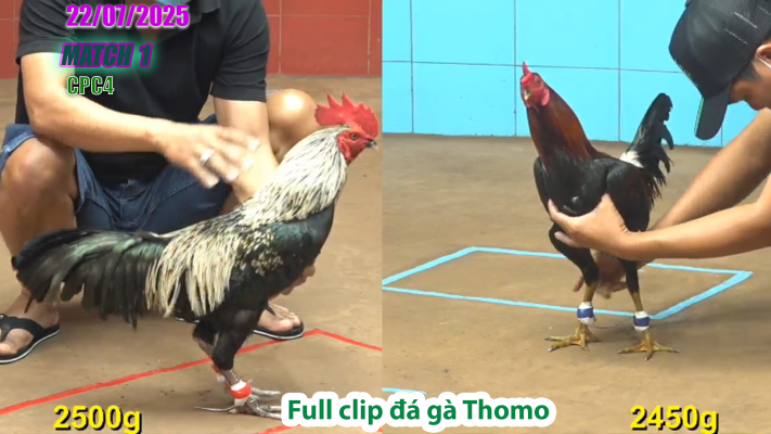 CPC4-TRẬN 1 | đá gà Thomo |22/07/2025