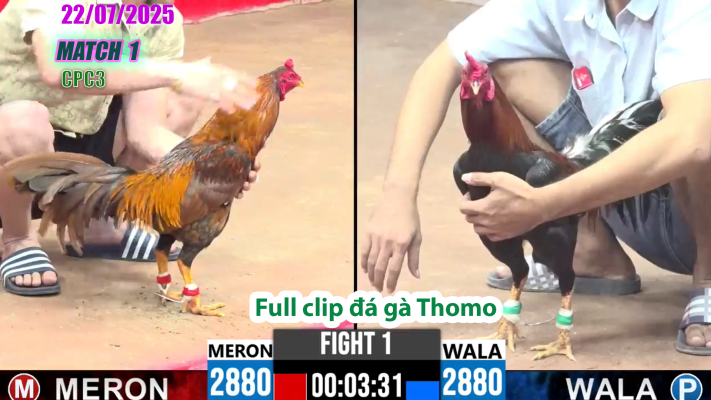 CPC3-TRẬN 1 | đá gà Thomo |22/07/2025