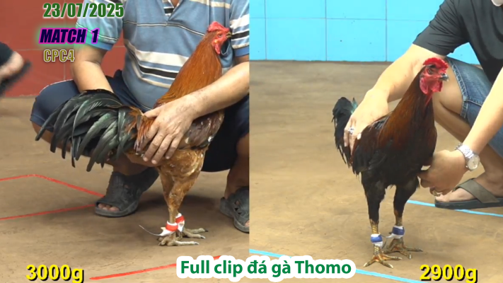 CPC4-TRẬN 1 | đá gà Thomo |23/07/2025