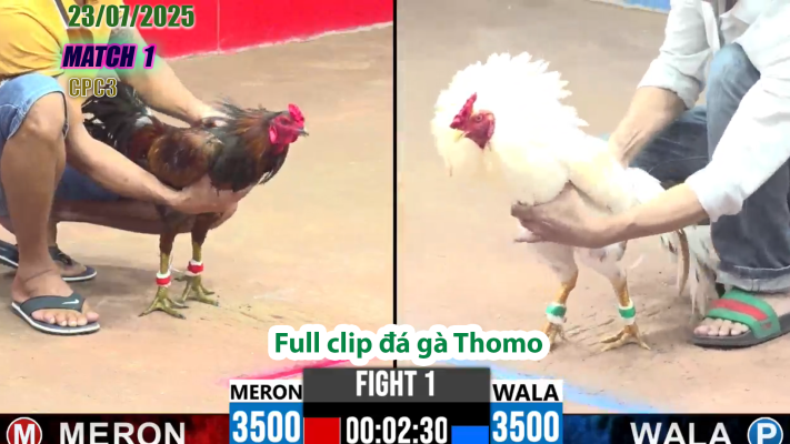 CPC3-TRẬN 1 | đá gà Thomo |23/07/2025