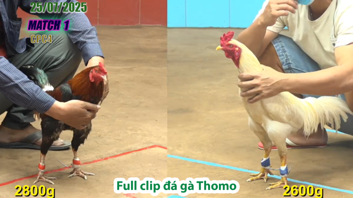 CPC4-TRẬN 1 | đá gà Thomo |25/07/2025