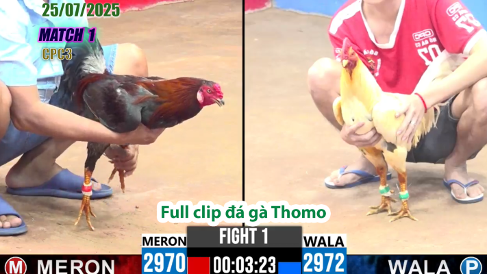 CPC3-TRẬN 1 | đá gà Thomo |25/07/2025