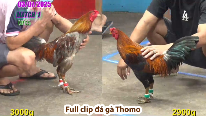CPC5-TRẬN 1 | đá gà Thomo | 03/07/2025