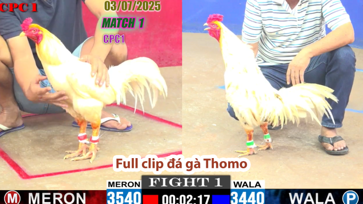 CPC1-TRẬN 1 | đá gà Thomo | 03/07/2025