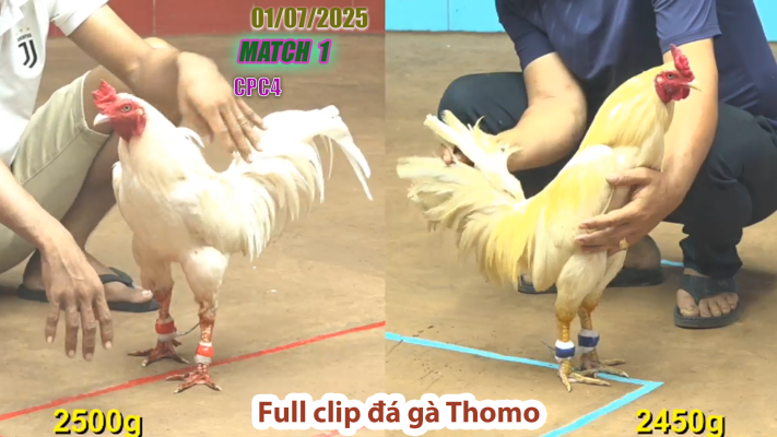 CPC4-TRẬN 1 | đá gà Thomo | 01/07/2025