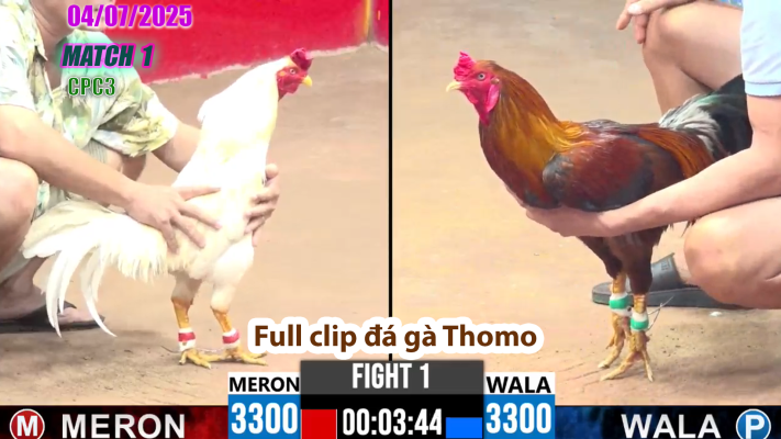 CPC3-TRẬN 1 | đá gà Thomo | 04/07/2025