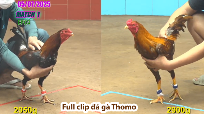 CPC4-TRẬN 1 | đá gà Thomo | 05/07/2025