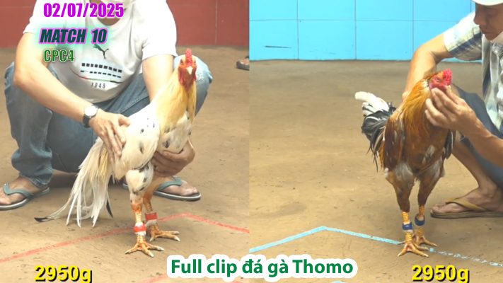 CPC4-TRẬN 10 | đá gà Thomo | 02/07/2025