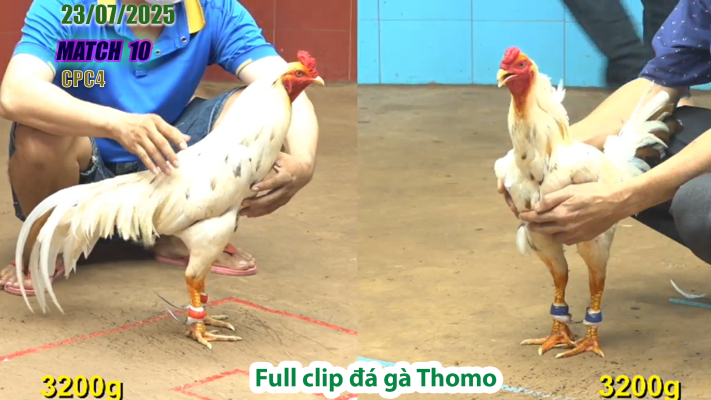 CPC4-TRẬN 10 | đá gà Thomo |23/07/2025