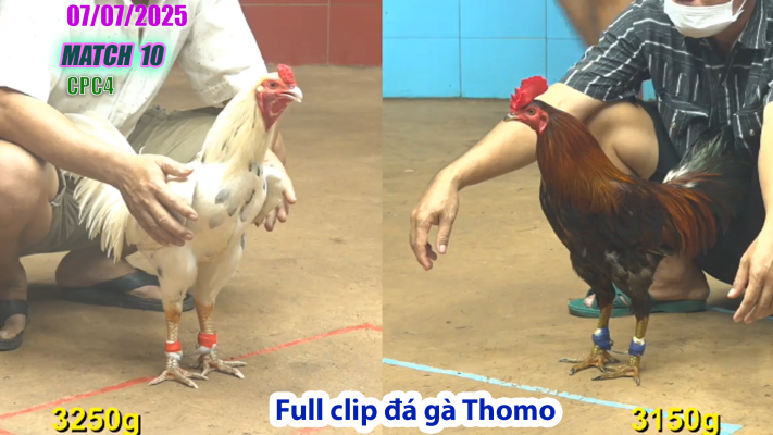 CPC4-TRẬN 10 | đá gà Thomo |07/07/2025