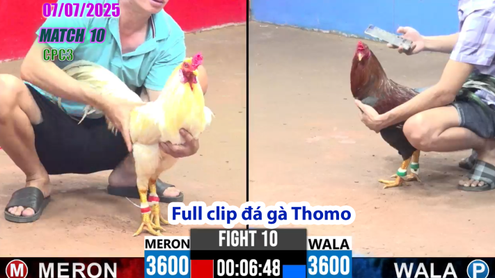 CPC3-TRẬN 10 | đá gà Thomo |07/07/2025
