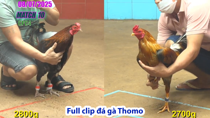 CPC4-TRẬN 10 | đá gà Thomo |08/07/2025