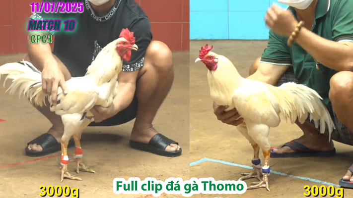 CPC4-TRẬN 10 | đá gà Thomo |11/07/2025