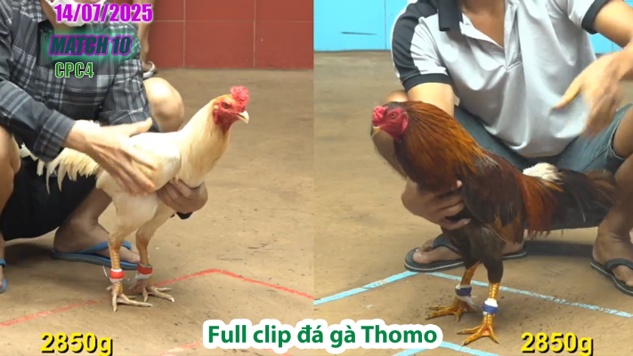 CPC4-TRẬN 10 | đá gà Thomo |14/07/2025