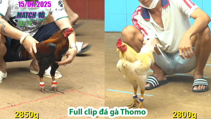 CPC4-TRẬN 10 | đá gà Thomo |15/07/2025