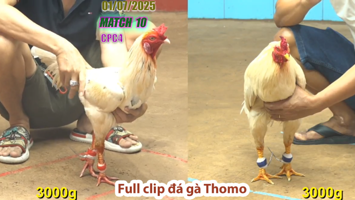 CPC4-TRẬN 10 | đá gà Thomo | 01/07/2025