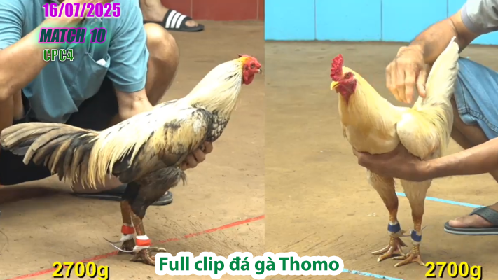 CPC4-TRẬN 10 | đá gà Thomo |16/07/2025