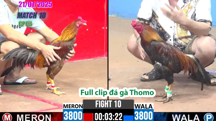 CPC3-TRẬN 10 | đá gà Thomo |21/07/2025