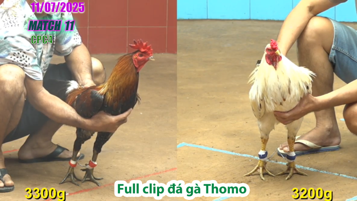 CPC4-TRẬN 11 | đá gà Thomo |11/07/2025