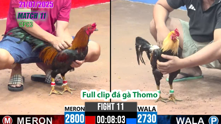 CPC3-TRẬN 11 | đá gà Thomo |21/07/2025