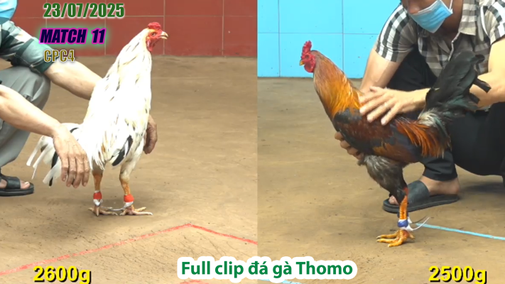 CPC4-TRẬN 11 | đá gà Thomo |23/07/2025